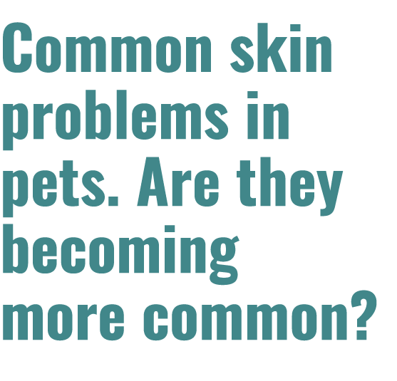Common skin problems in pets. Are they becoming more common? 