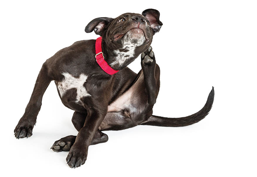 Young black puppy dog scratching itchy skin. Isolated on white.