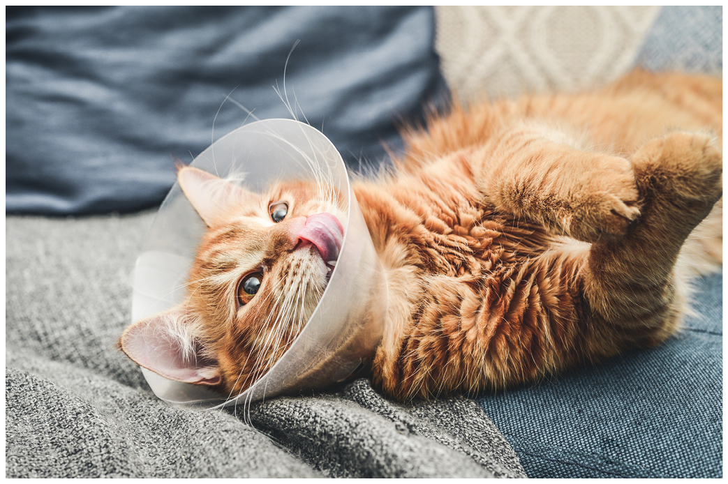 Image of orange cat with veterinairy cone on its head, after surgery.
