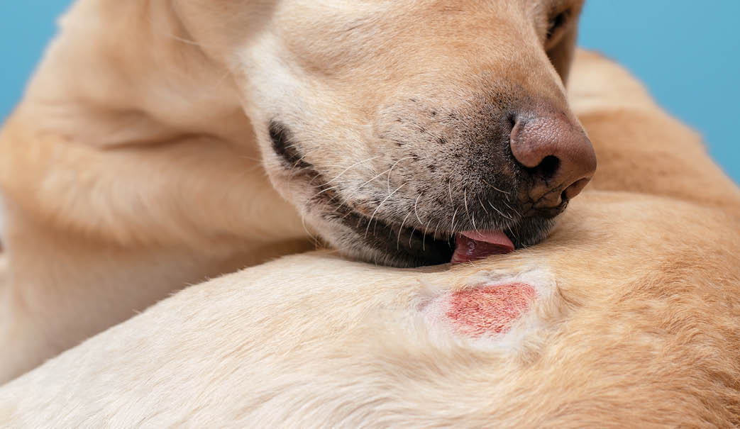  Atopic dermatitis in a labrador dog. A wound on the skin of a dog.