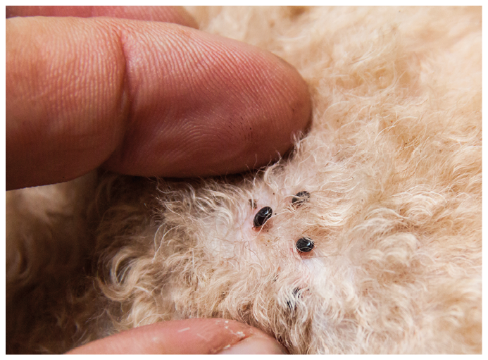 Closeup of mite and fleas infected on dog fur, sucking its blood