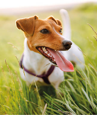 Happy active dog, jack russell playing in the park. Domestic dog concept.