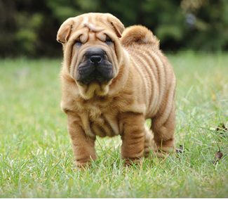 Chinese Shar pei puppy portrait at garden
