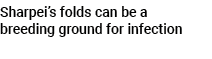 Sharpei’s folds can be a breeding ground for infection