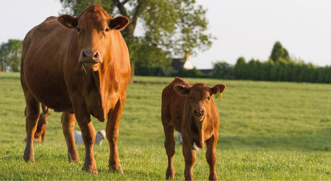 Post primary agri schools’ competition launched