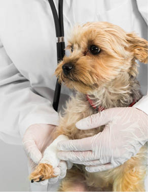 CVS Group cyber attack caused widespread disruption