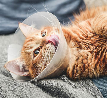 Image of orange cat with veterinairy cone on its head, after surgery.