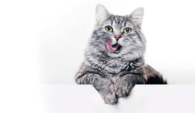 Funny large longhair gray kitten with beautiful big green eyes lying on white table. Lovely fluffy cat licking lips. Free space for text.