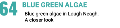 64 Blue green algae Blue green algae in Lough Neagh: A closer look