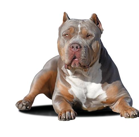 Lilac American Bully XL look at you