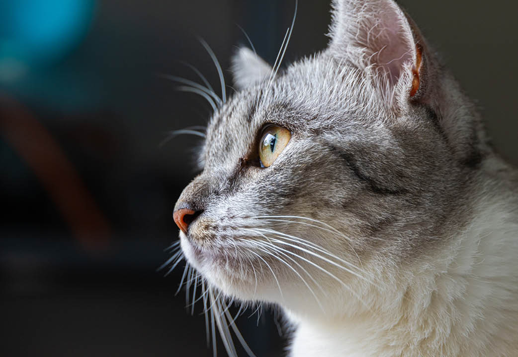 Close-up of a cat face. Portrait of a female kitten. Cat looks curious and alert. Detailed picture of a cats face with yellow clear eyes. Close up of cute feline face