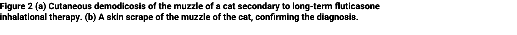 Figure 2 (a) Cutaneous demodicosis of the muzzle of a cat secondary to long term fluticasone inhalational therapy. (b...