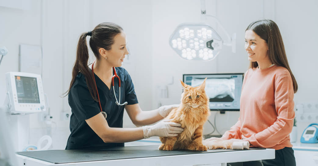 Young Beautiful Female Holding Pet at Doctor's Appointment at a Modern Veterinary Clinic. Red Maine Coon Stands on Examination Table While Female Vet Inspects the Cat