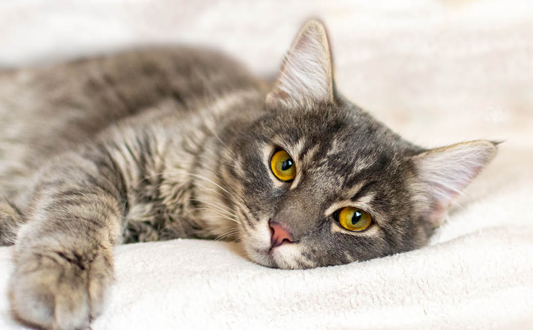 Sad sick young gray cat lies on a white fluffy blanket in a veterinary clinic for pets. Depressed illness and suppressed by the disease animal looks at the camera. Feline health background.