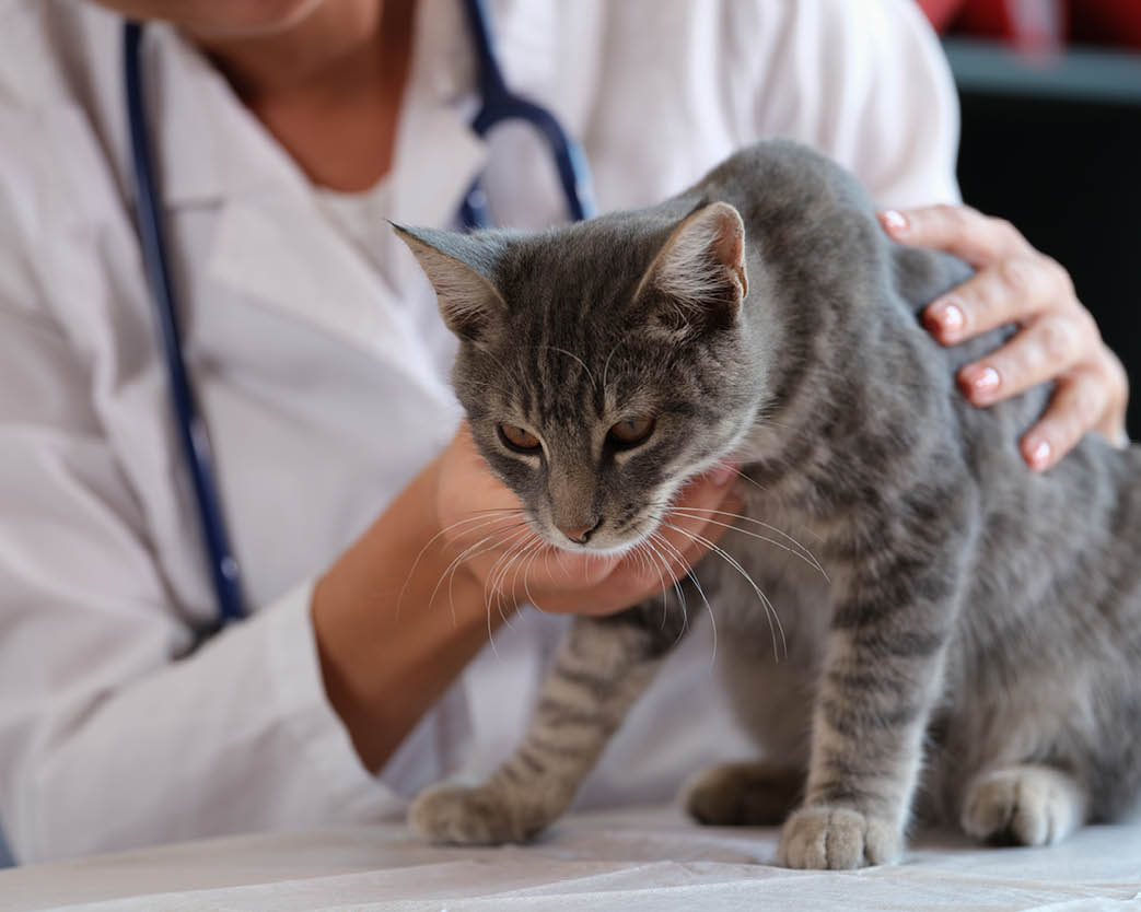 Female veterinarian holds sick cat close-up. Diagnostics of pets health in veterinary clinic concept.