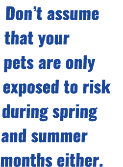 Don’t assume that your pets are only exposed to risk during spring and summer months either.