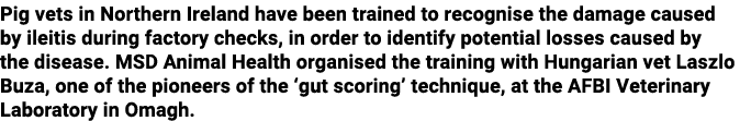 Pig vets in Northern Ireland have been trained to recognise the damage caused by ileitis during factory checks, in or...