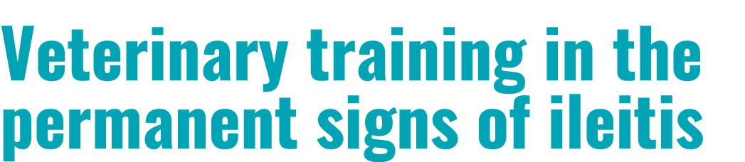 Veterinary training in the permanent signs of ileitis