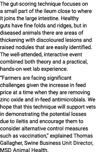 The gut-scoring technique focuses on a small part of the ileum close to where it joins the large intestine. Healthy g...