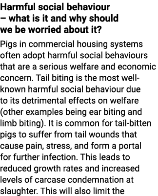 Harmful social behaviour – what is it and why should we be worried about it? Pigs in commercial housing systems often...