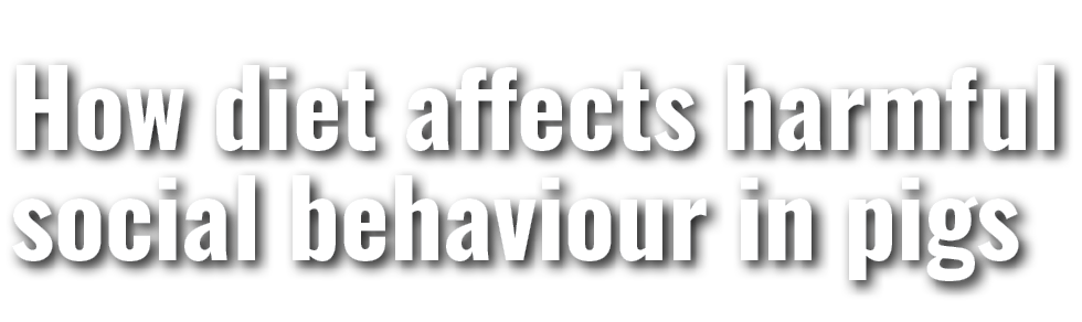 How diet affects harmful social behaviour in pigs