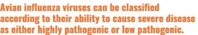 Avian influenza viruses can be classified according to their ability to cause severe disease as either highly pathoge...