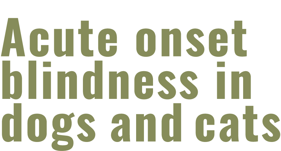 Acute onset blindness in dogs and cats