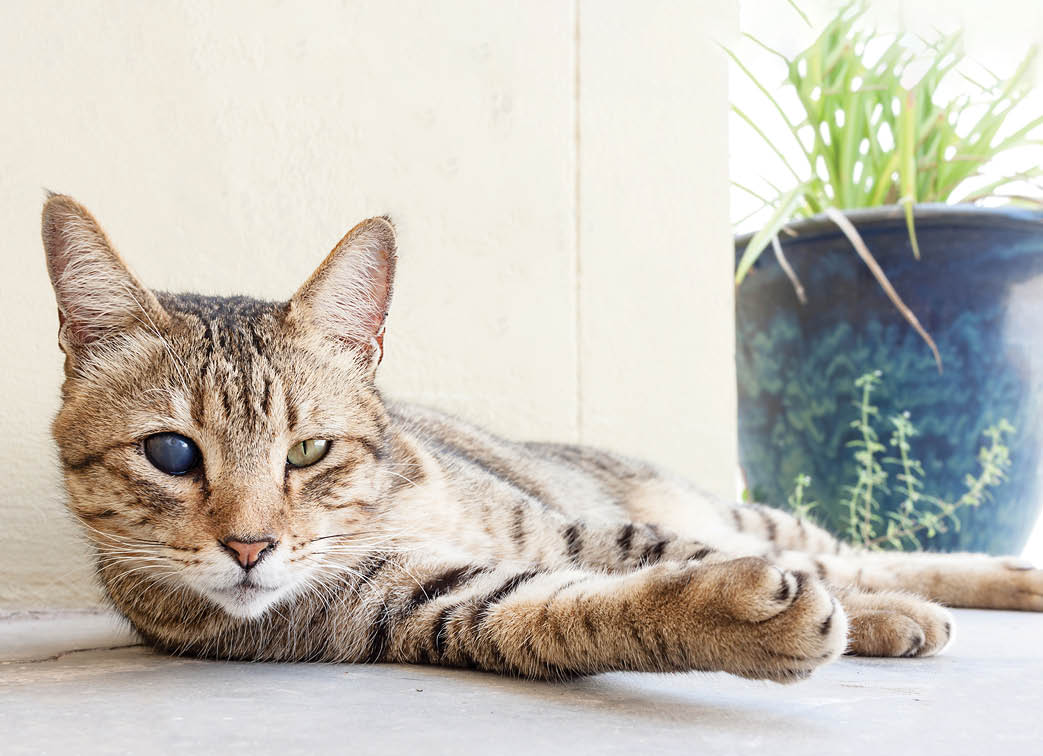 Portrait of Blind Domestic Cat.
