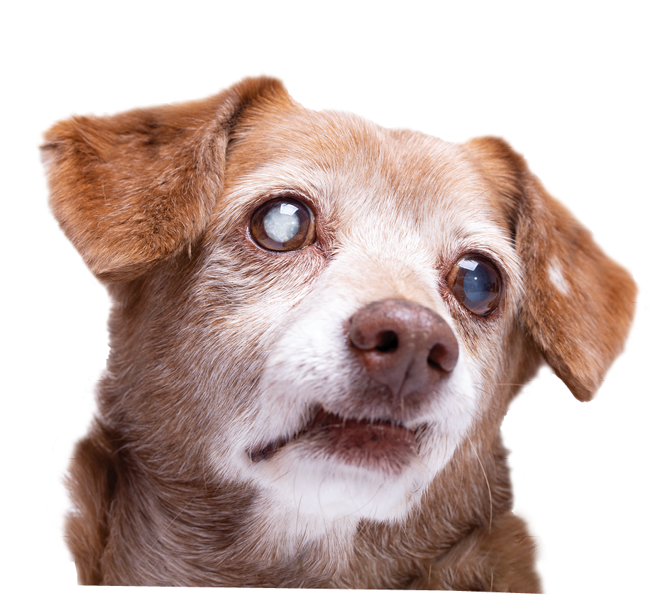 Senior dog with cataract in his eyes isolated on a white background. Dog at studio, pet insurance and veterinarian concept.