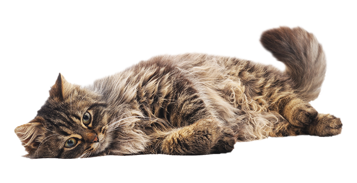 The brown cat isolated on a white background.