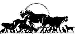 furry friends striped cat and corgi dog sit on a blooming summer sunny meadow