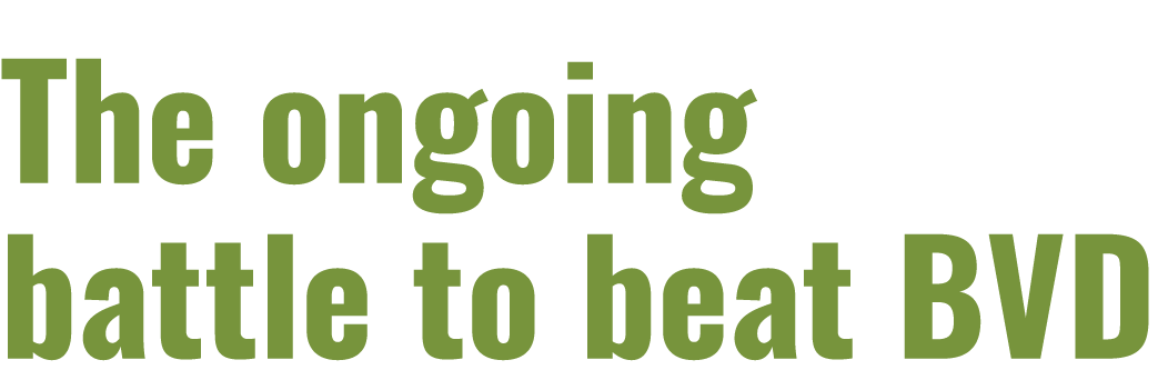 The ongoing battle to beat BVD