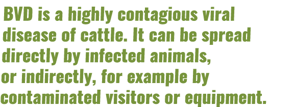 BVD is a highly contagious viral disease of cattle. It can be spread directly by infected animals, or indirectly, for...