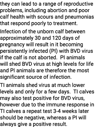 they can lead to a range of reproductive problems, including abortion and poor calf health with scours and pneumonias...