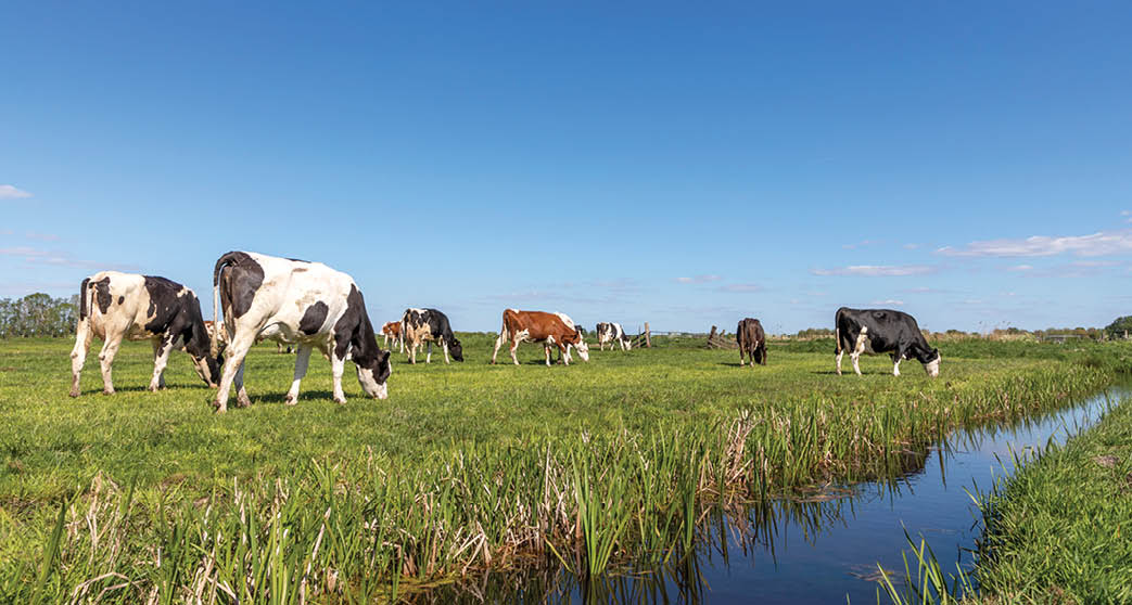 Group of cows grazing in a green in a pasture bordered by a ditch, a panoramic wide view