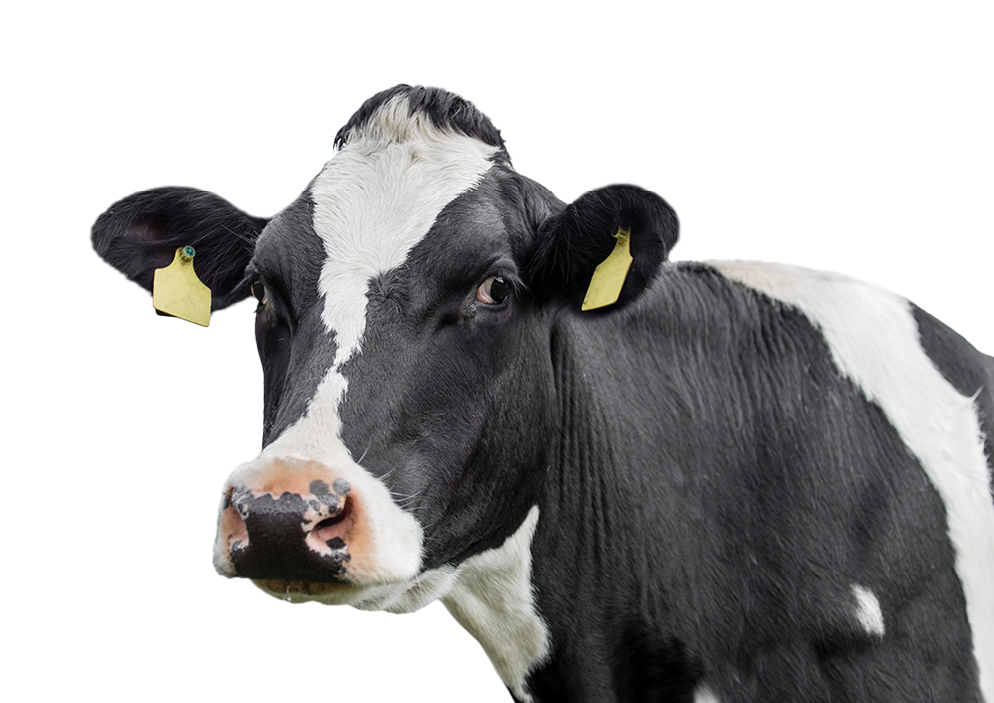 Cow isolated. On a white background