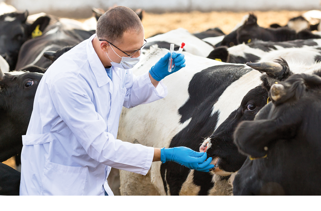 man in medical gown takes samples of biological material in cows