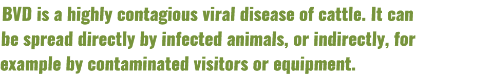 BVD is a highly contagious viral disease of cattle. It can be spread directly by infected animals, or indirectly, for...