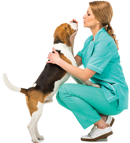 side view of veterinarian in uniform with cute beagle dog isolated on white