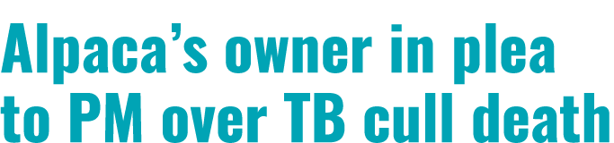 Alpaca’s owner in plea to PM over TB cull death 