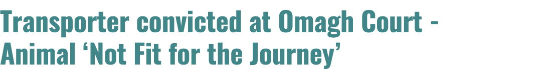 Transporter convicted at Omagh Court Animal ‘Not Fit for the Journey’