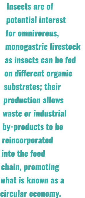 Insects are of potential interest for omnivorous, monogastric livestock as insects can be fed on different organic su...