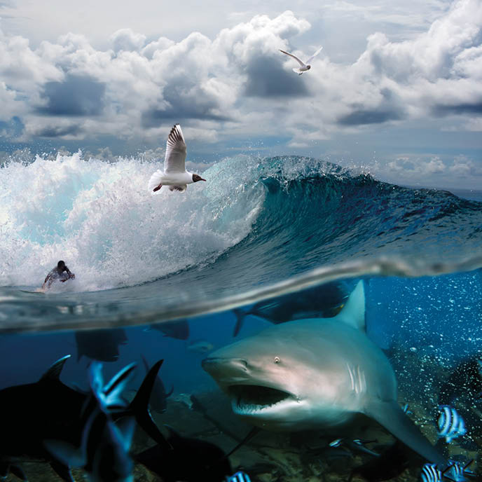 image about the ocean and the surfer on the wave of a cloudy sky over him with the flying seagulls and angry hungry shark