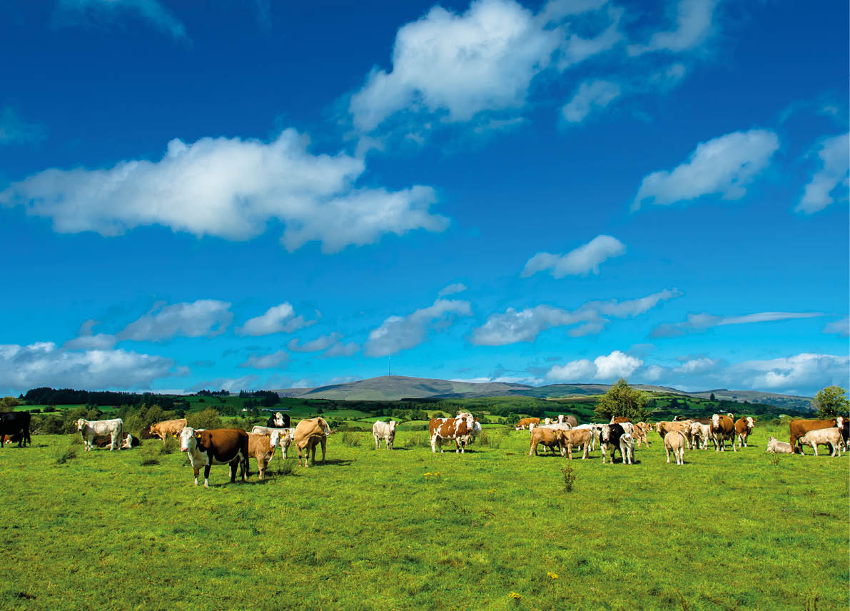 Herd of Cattle on Sunny Pasture