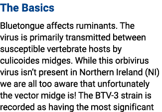 The Basics Bluetongue affects ruminants. The virus is primarily transmitted between susceptible vertebrate hosts by c...