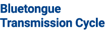 Bluetongue Transmission Cycle