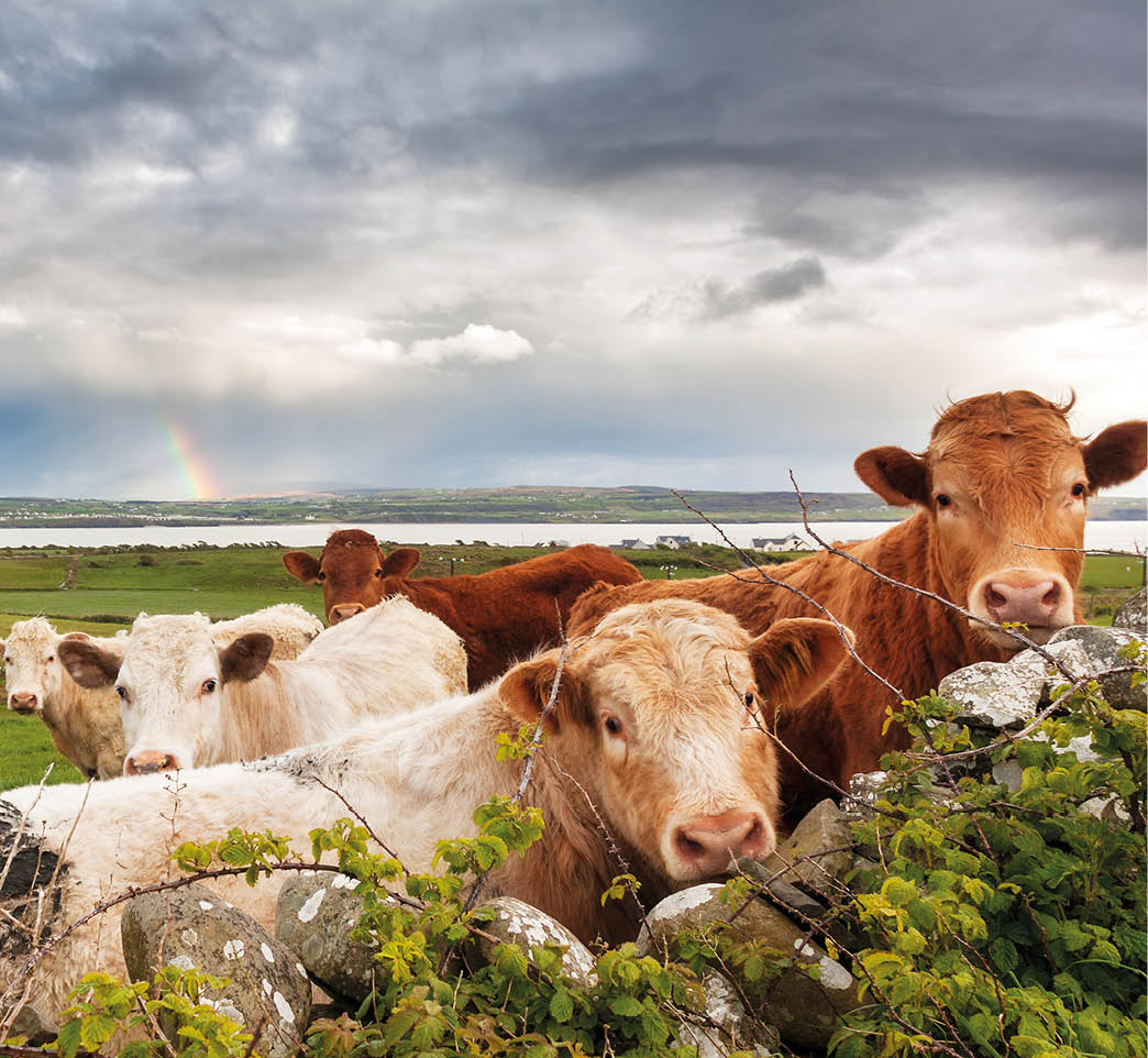 Beautiful Irish landscape with cows in the meadow and a rainbow in the background