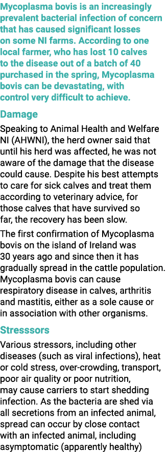 Mycoplasma bovis is an increasingly prevalent bacterial infection of concern that has caused significant losses on so...