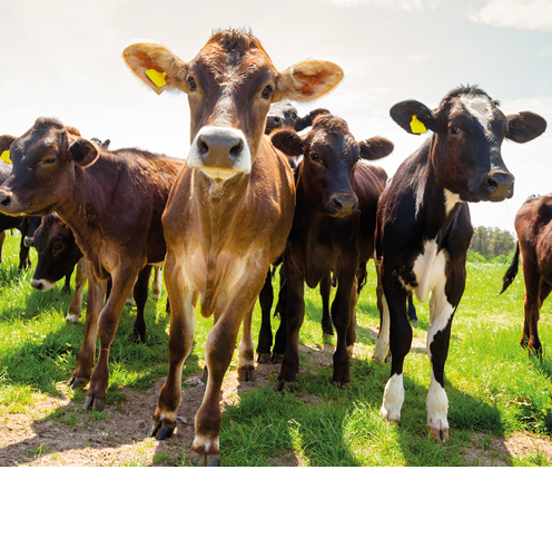 Ayreshire calves at a pasture in rural Sussex, Southern England, UK