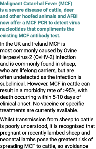 Malignant Catarrhal Fever (MCF) is a severe disease of cattle, deer and other hoofed animals and AFBI now offer a MCF...